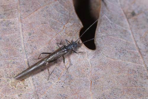 Leuctra sp.